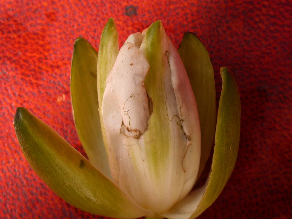 Nymphaeaceae Nymphaea odorata
