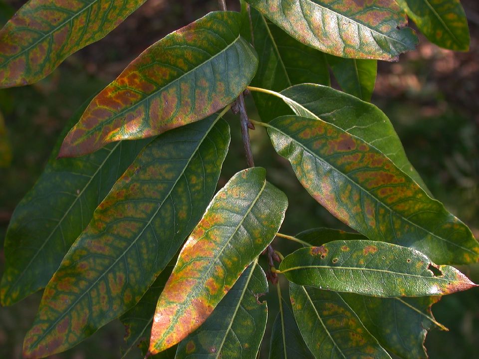 Fagaceae Quercus imbricaria
