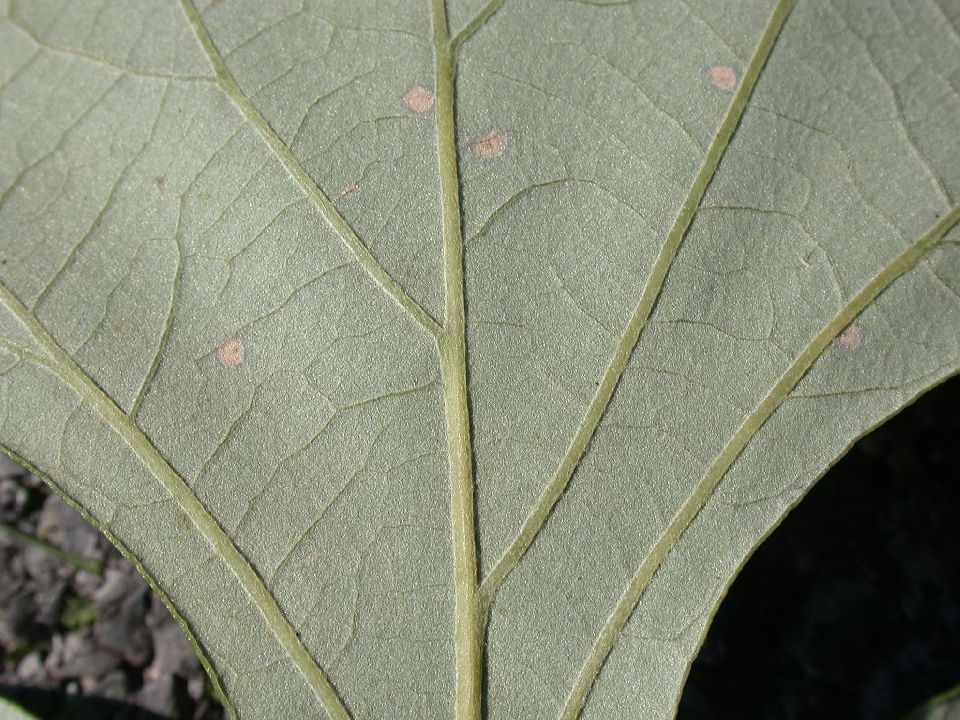 Fagaceae Quercus macrocarpa