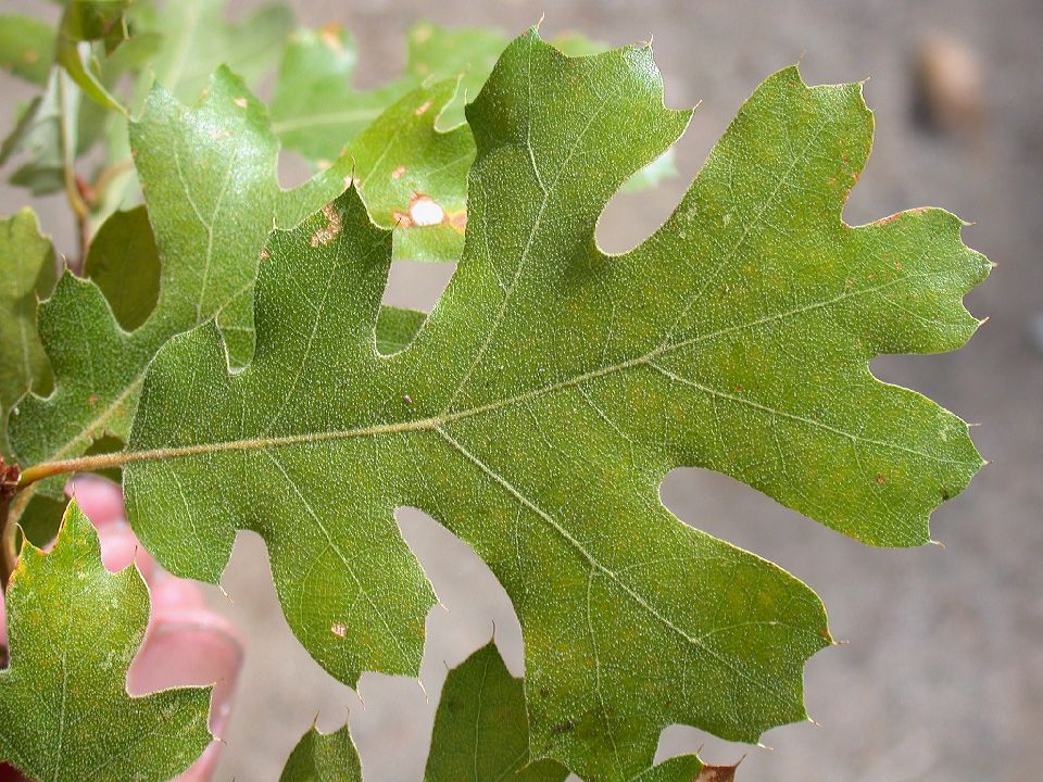 Fagaceae Quercus kelloggii