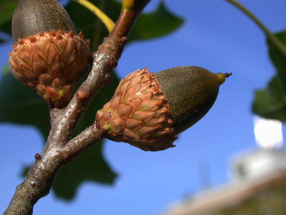 Fagaceae Quercus velutina