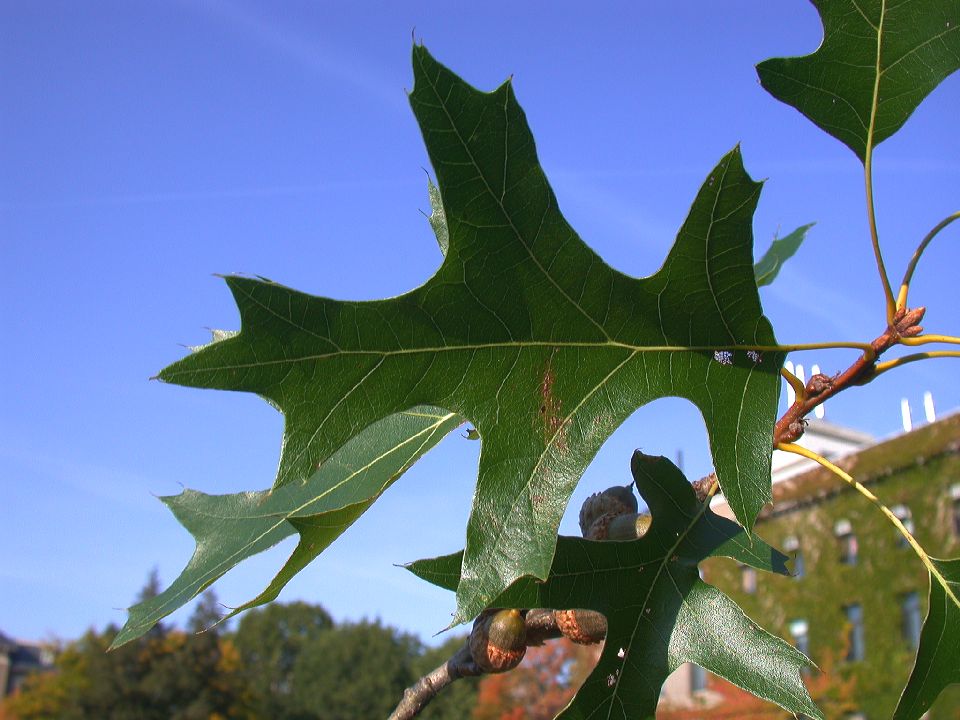 Quercus velutina (Fagaceae) image 1525 at
