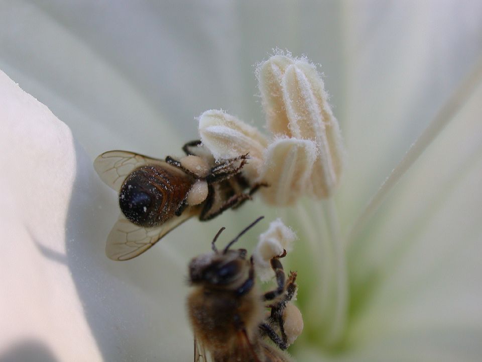 Apidae Apis mellifera