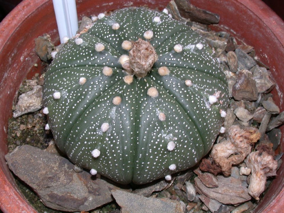 Cactaceae Astrophytum asterias