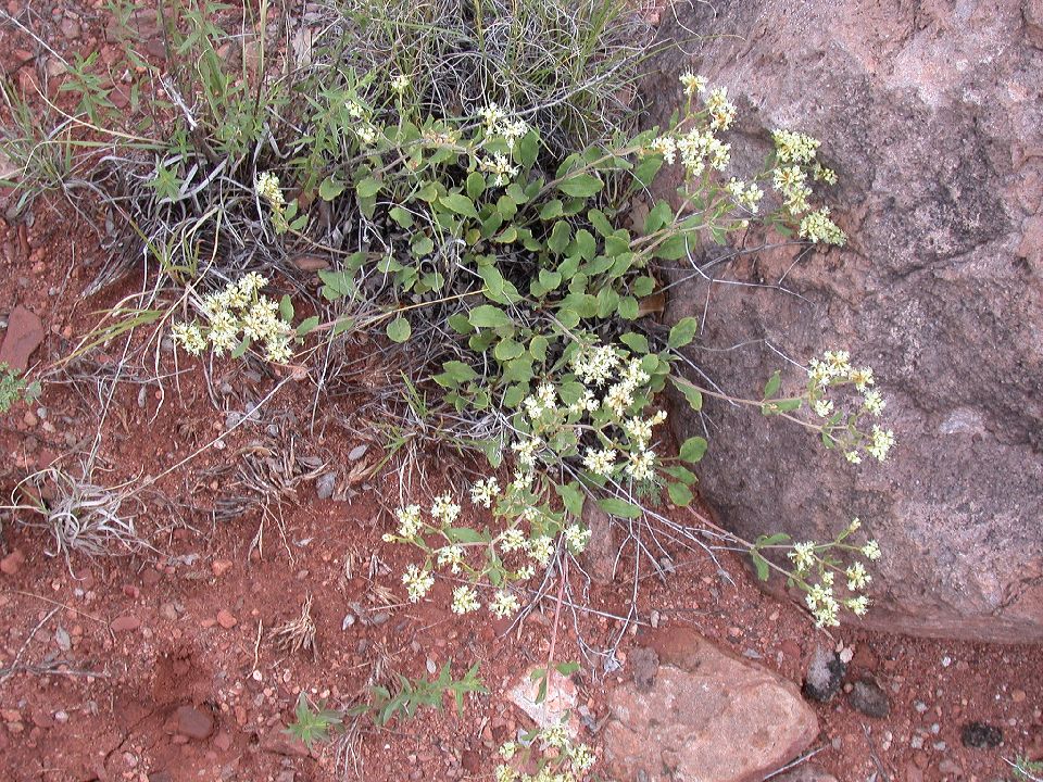 Polygonaceae Eriogonum jamesii