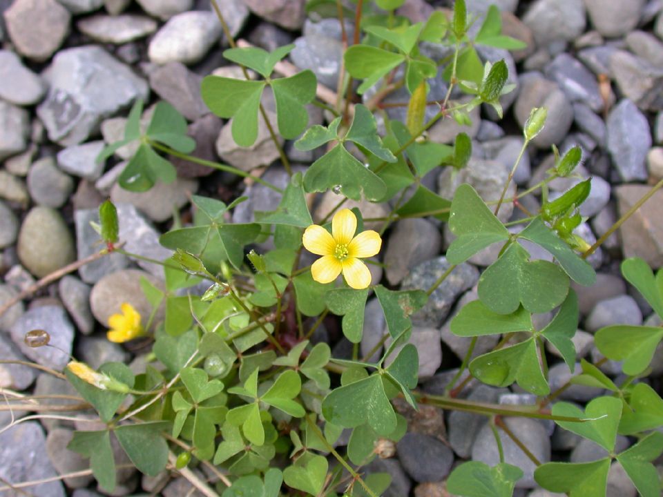 Oxalidaceae Oxalis 