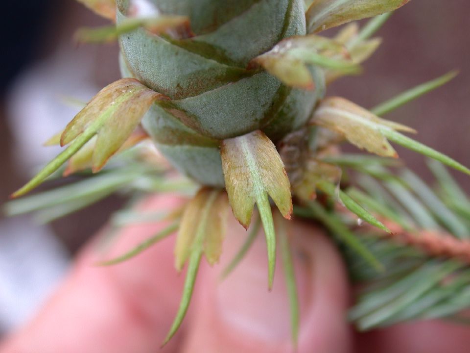 Pinaceae Pseudotsuga menziesii