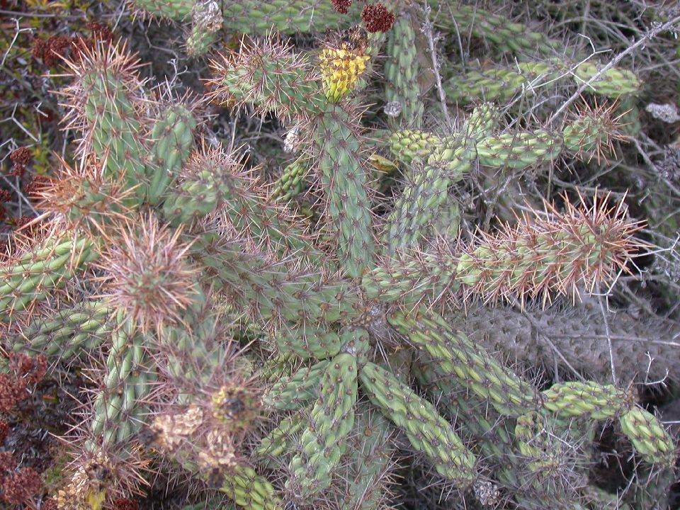 Cactaceae Opuntia acanthocarpa