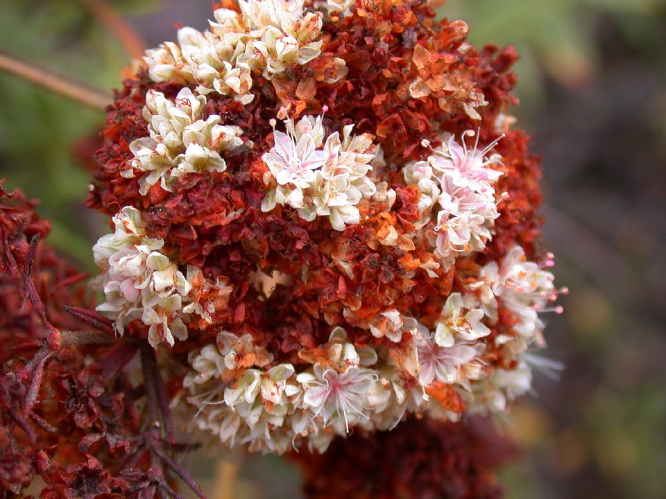 Polygonaceae Eriogonum fasciculatum