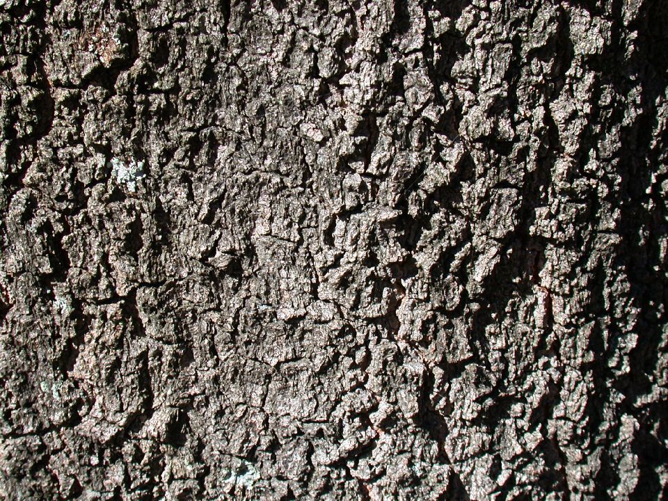 Fagaceae Quercus coccinea