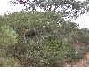 image of Quercus dumosa