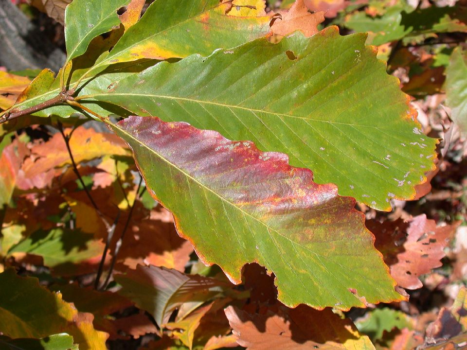 Fagaceae Quercus montana