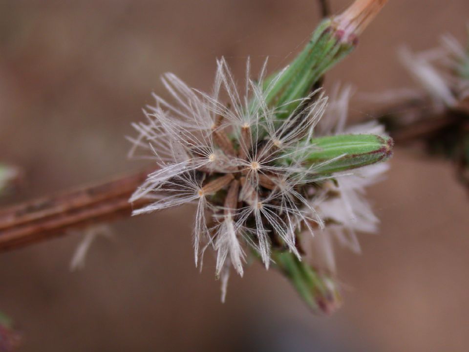 Asteraceae Malacothrix 