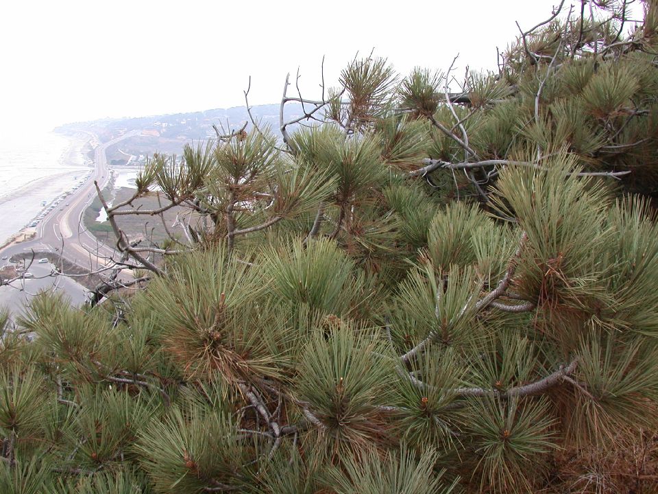 Pinaceae Pinus torreyana