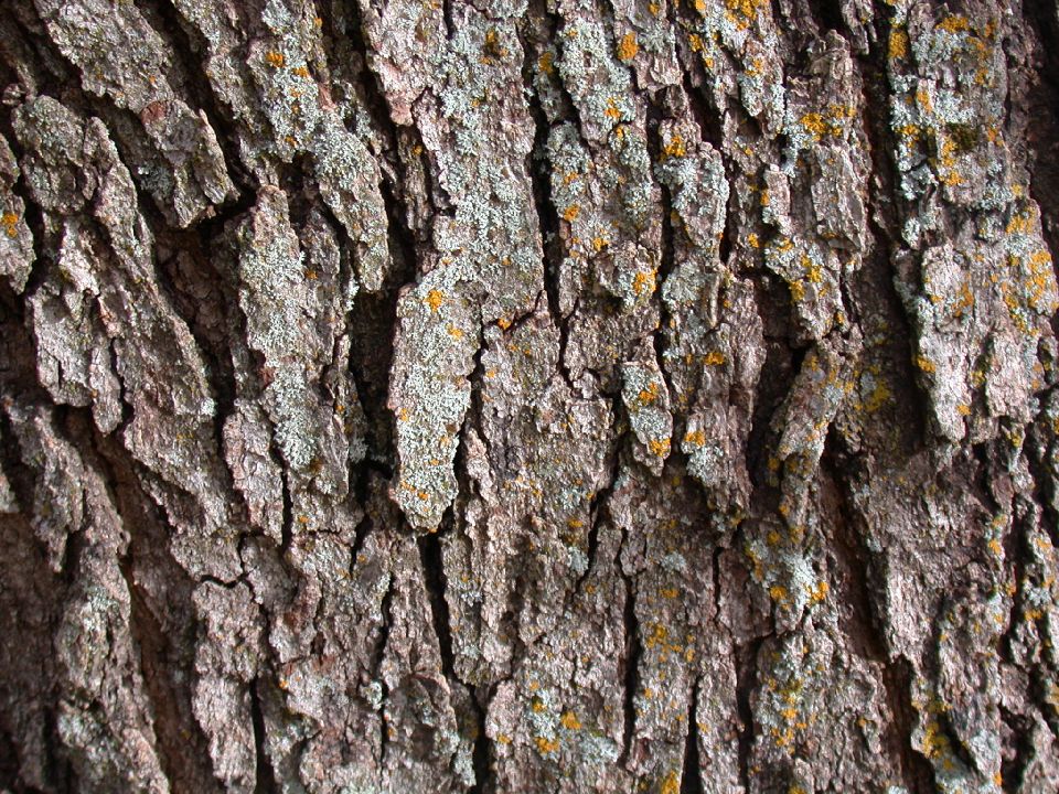 Fagaceae Quercus chrysolepis