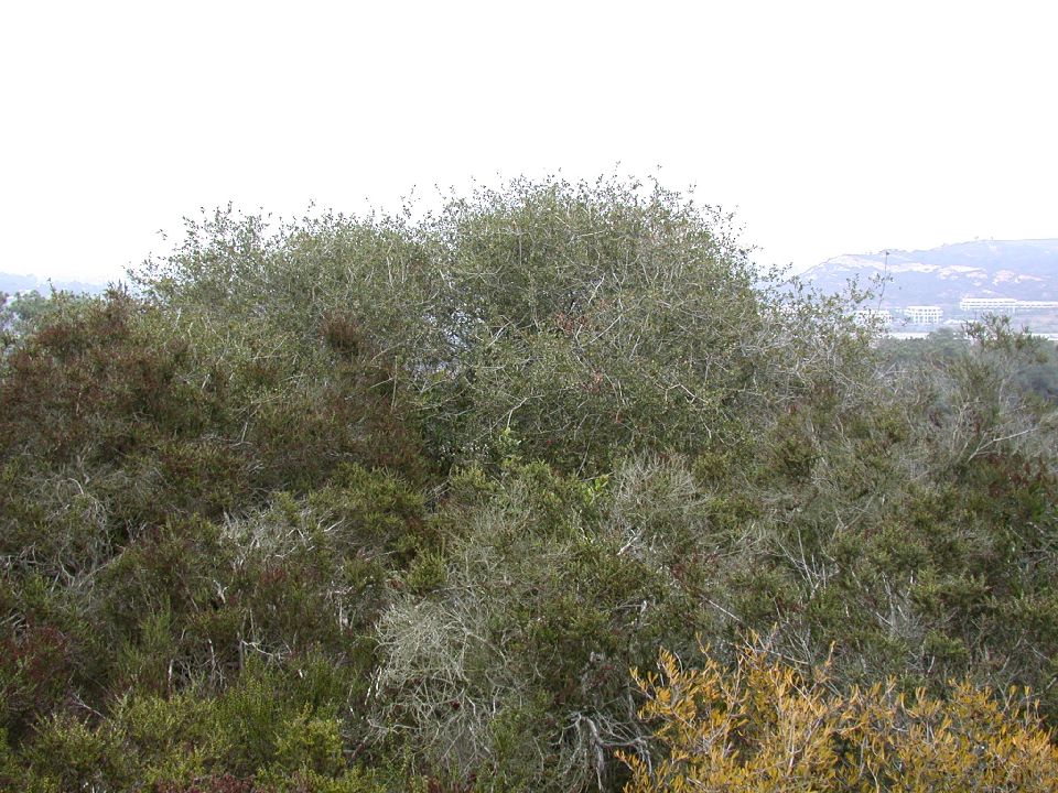 Fagaceae Quercus dumosa