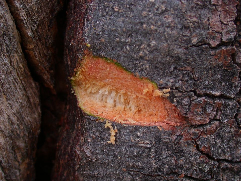 Fagaceae Quercus kelloggii