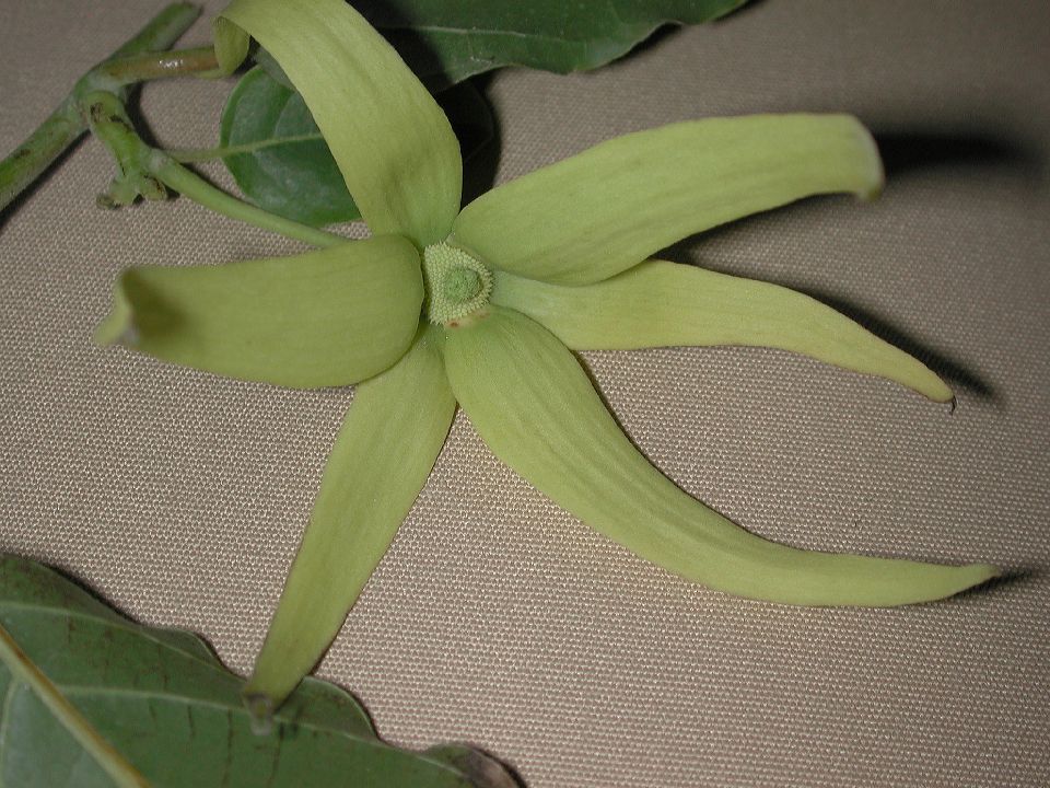 Annonaceae Cananga odorata