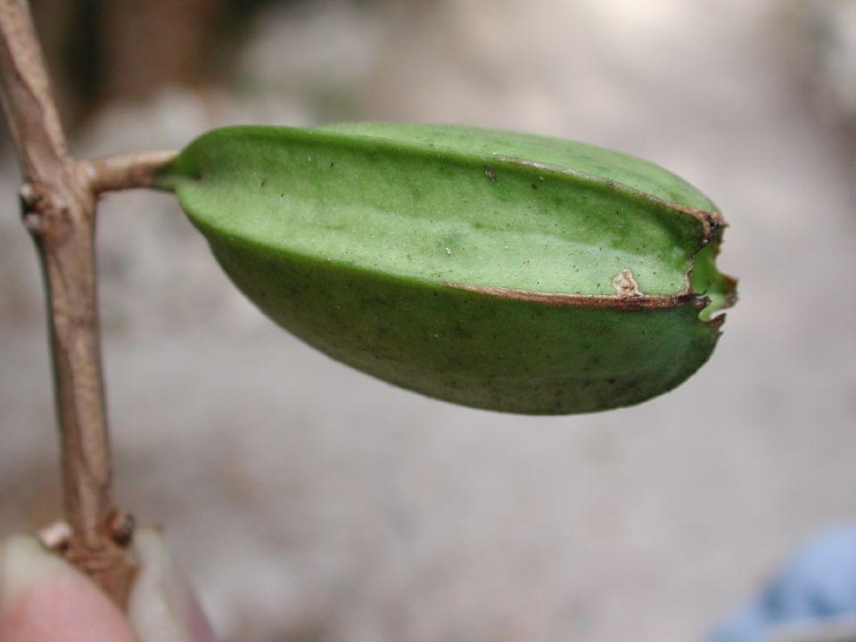 Rubiaceae Cubanola domingensis