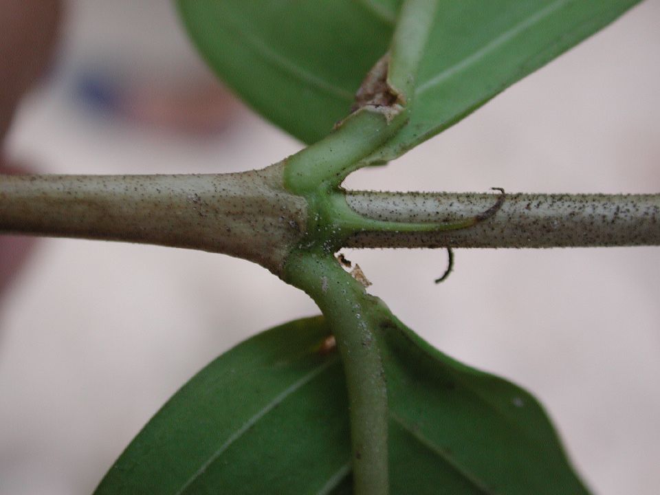 Rubiaceae Cubanola domingensis
