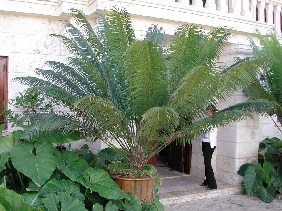 Zamiaceae Encephalartos 