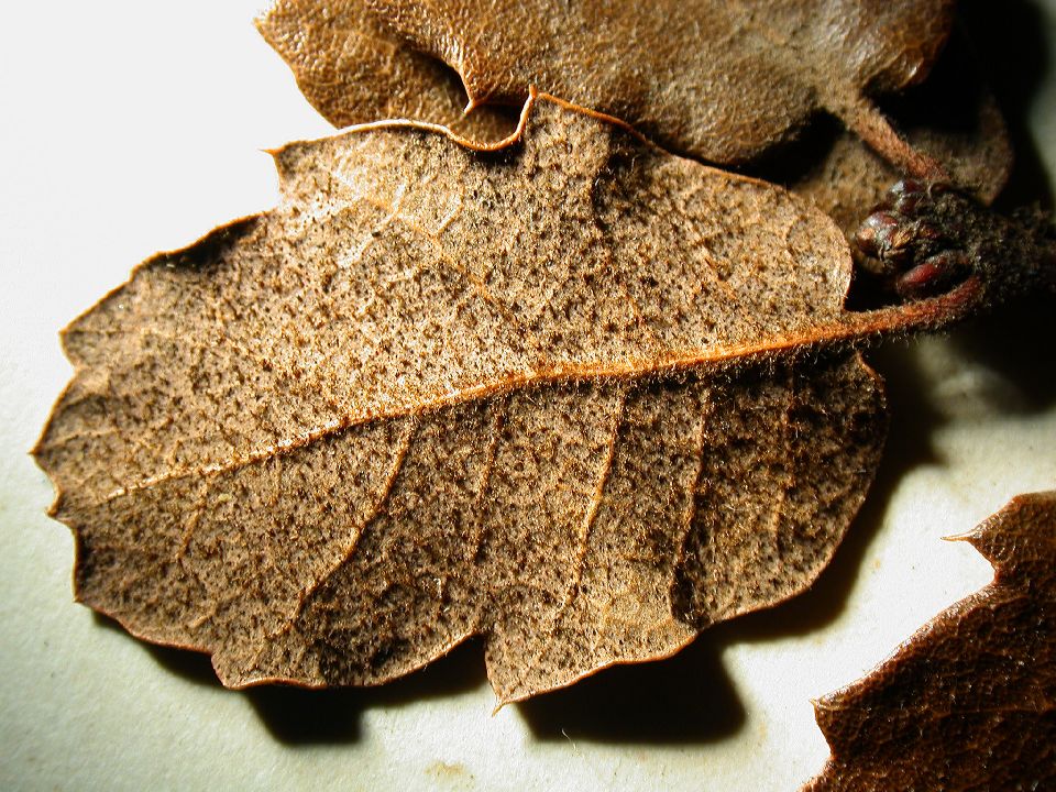 Fagaceae Quercus dumosa
