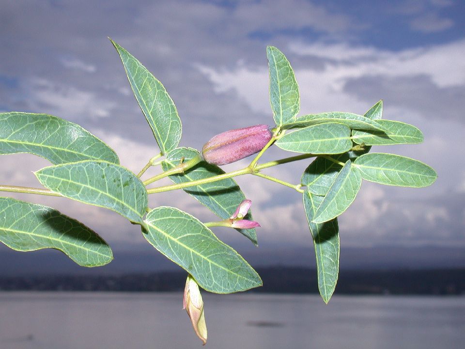 Bignoniaceae Dolichandra cynanchoides