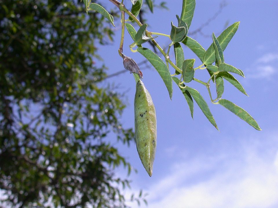 Bignoniaceae Dolichandra cynanchoides