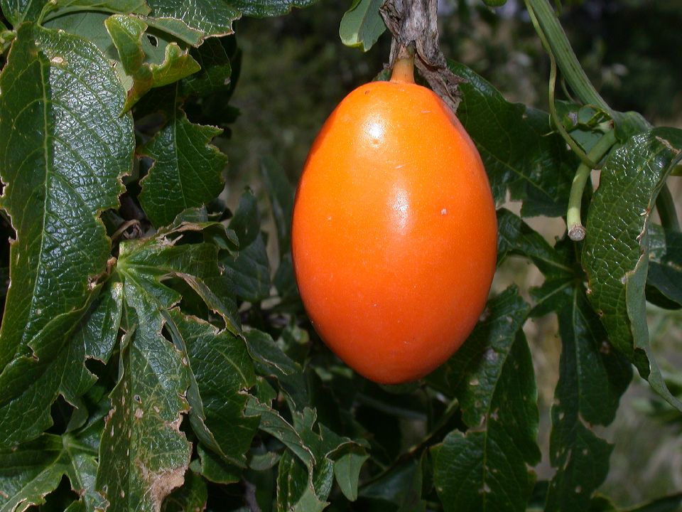 Passifloraceae Passiflora caerulea