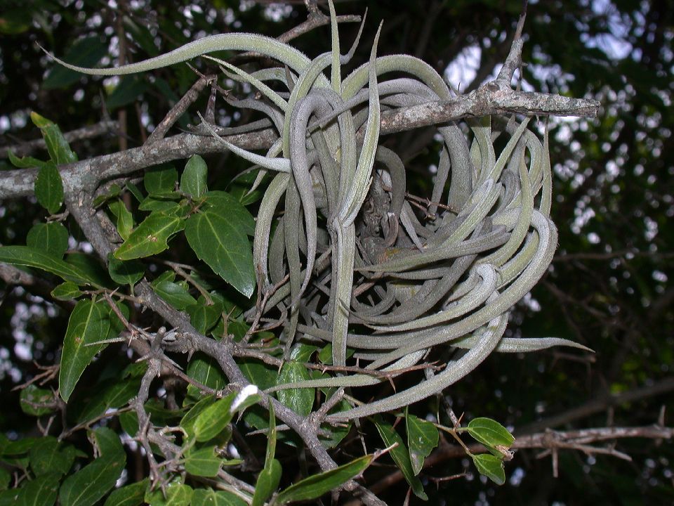 Bromeliaceae Tillandsia cordobensis