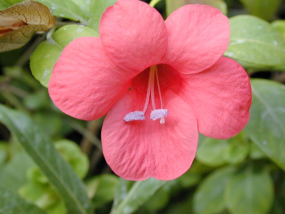 Acanthaceae  