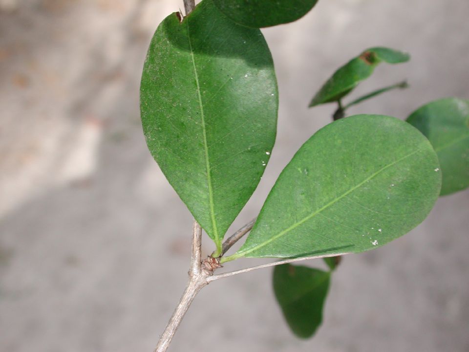 Combretaceae Bucida 