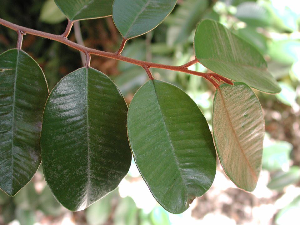 Sapotaceae Chrysophyllum 