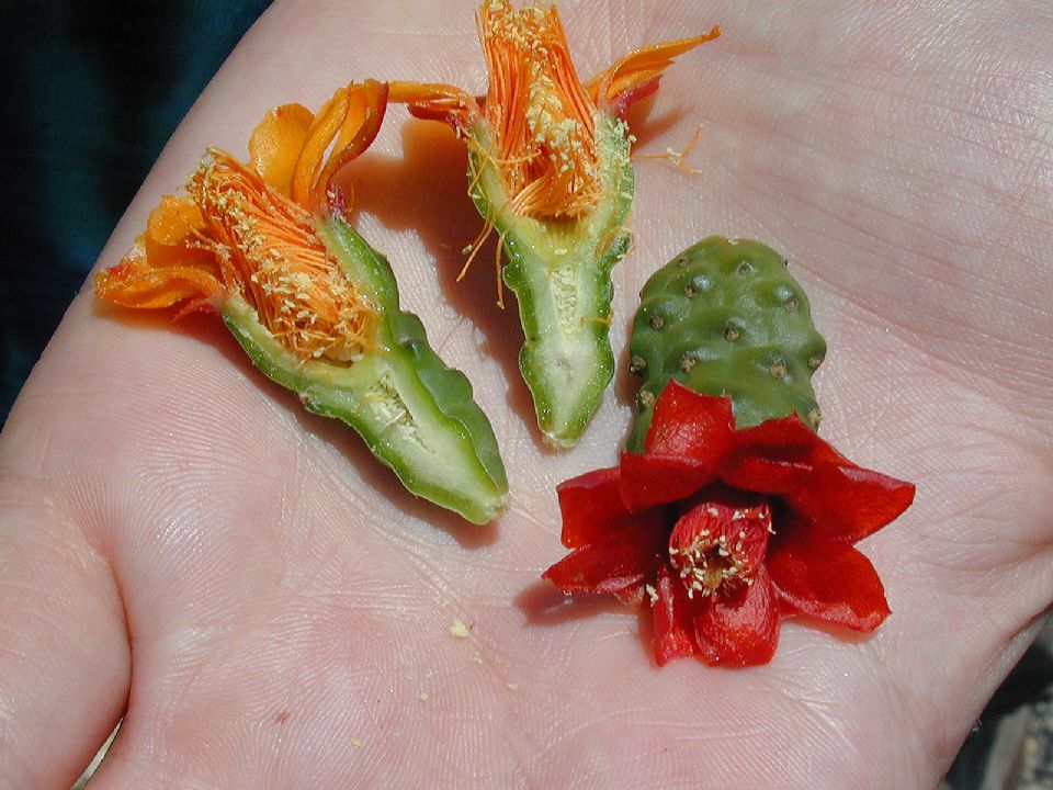 Cactaceae Opuntia 