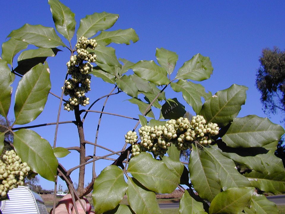 Araliaceae Oreopanax xalapensis