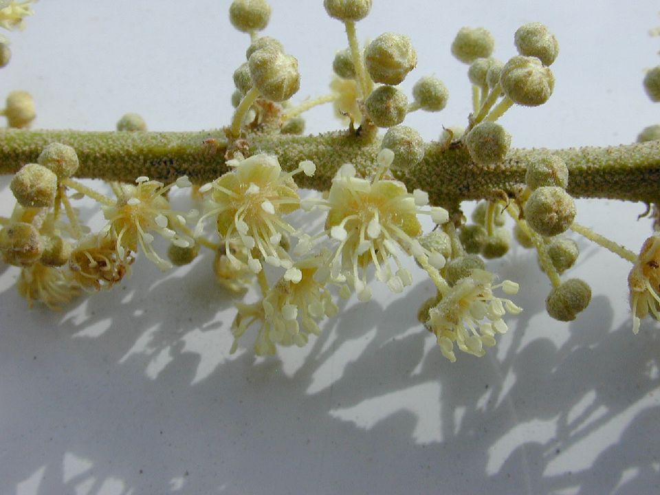 Euphorbiaceae Croton 