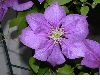 image of Clematis 
