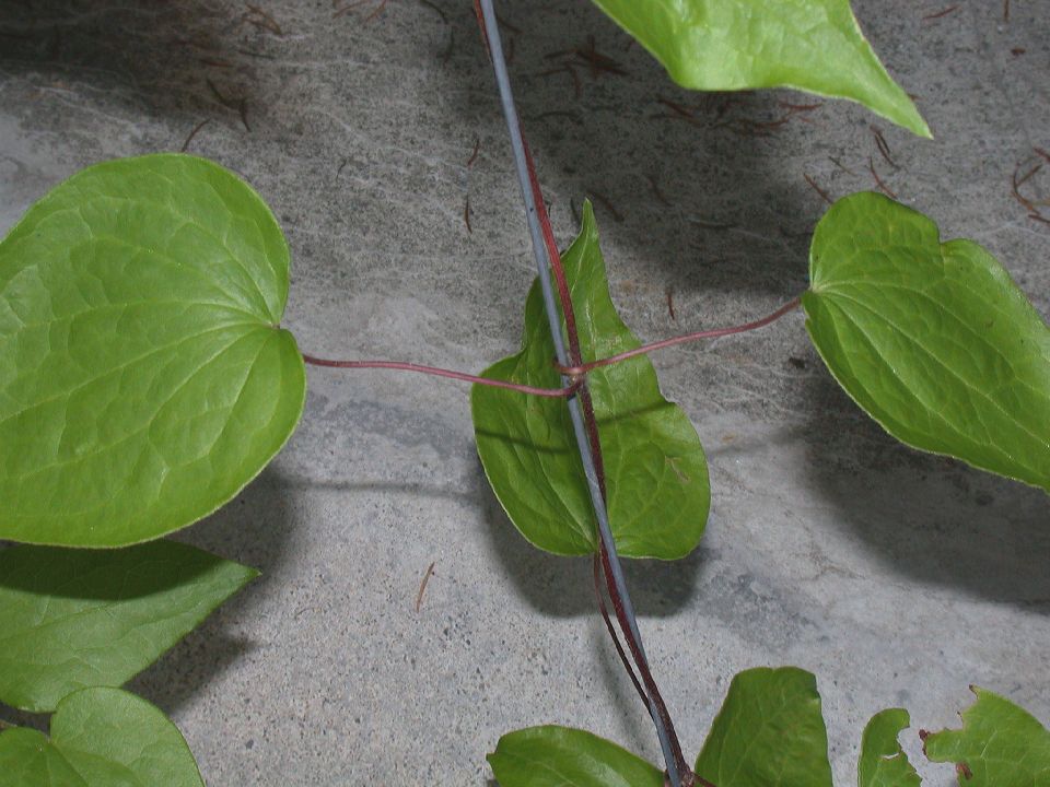 Ranunculaceae Clematis 