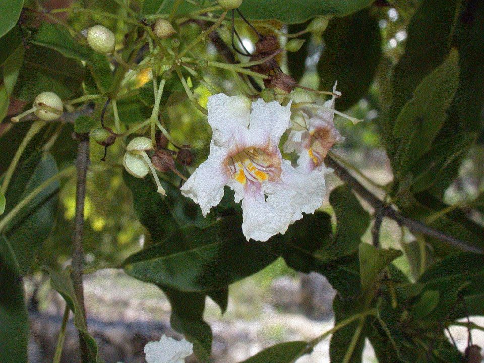 Bignoniaceae Catalpa longissima