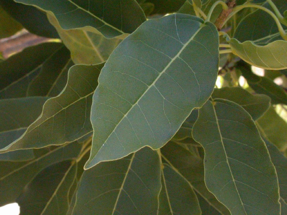 Bignoniaceae Catalpa longissima