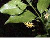 image of Chiococca alba