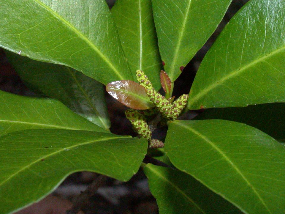 Euphorbiaceae Gymnanthes lucidus