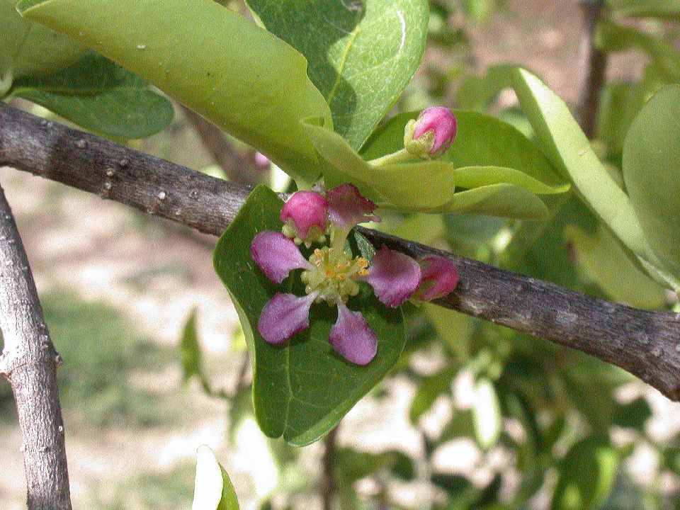 Malpighiaceae Malpighia glabra