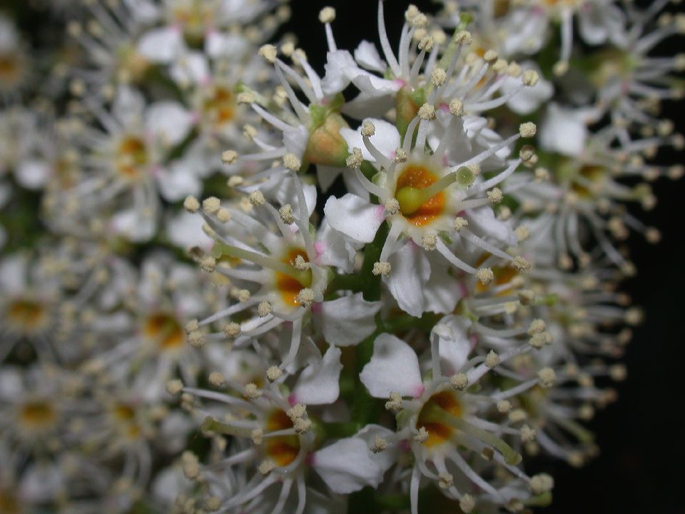 Rosaceae Prunus laurocerasus