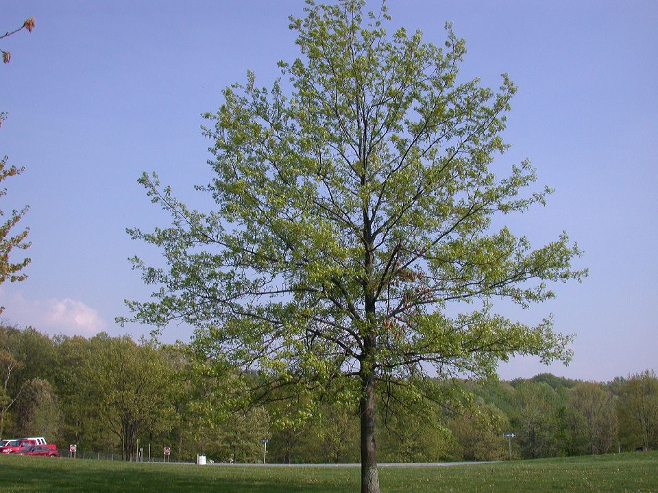Fagaceae Quercus palustris