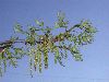 image of Quercus palustris
