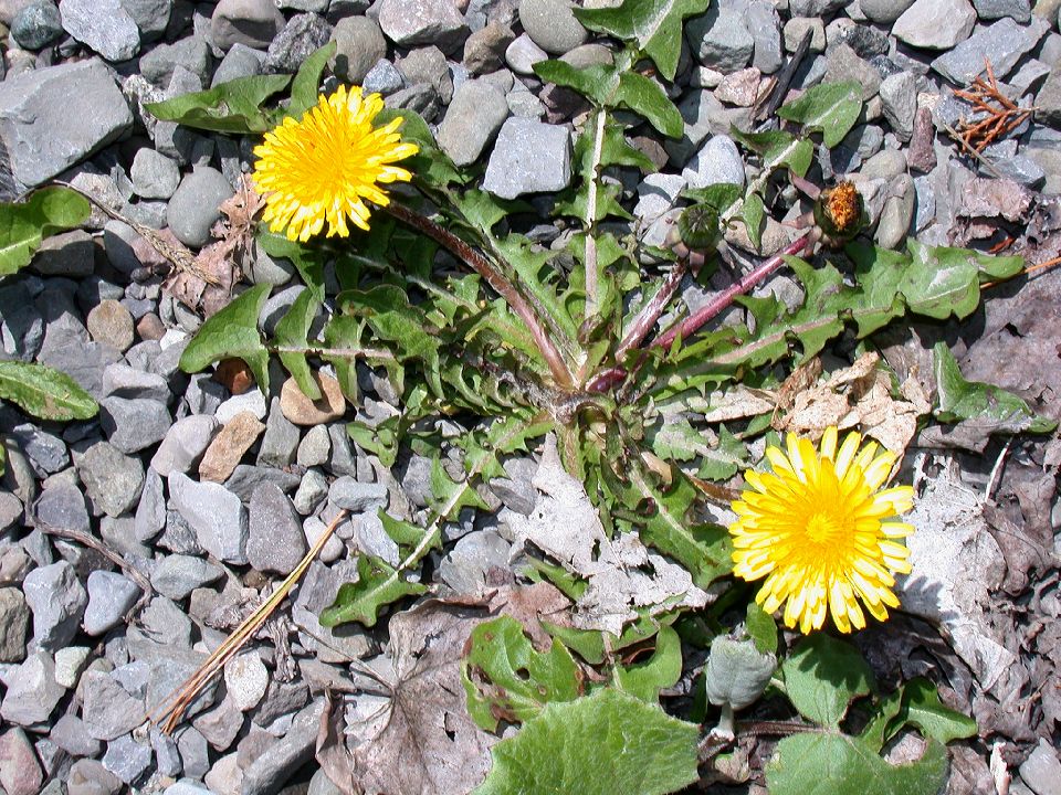Asteraceae Taraxacum officinale