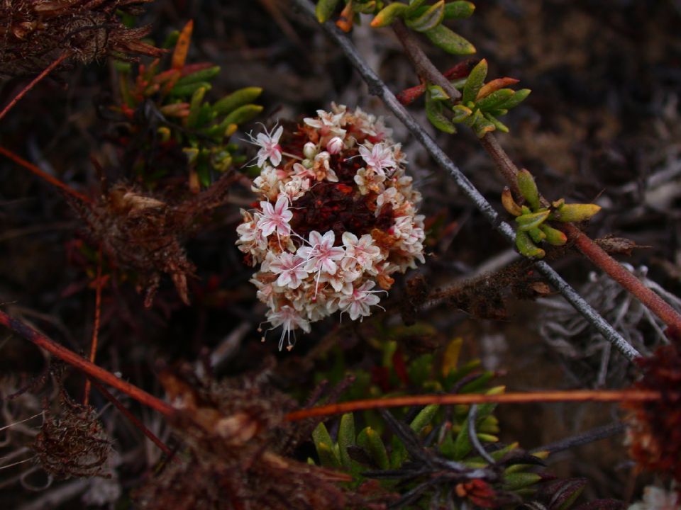 Polygonaceae Eriogonum fasciculatum