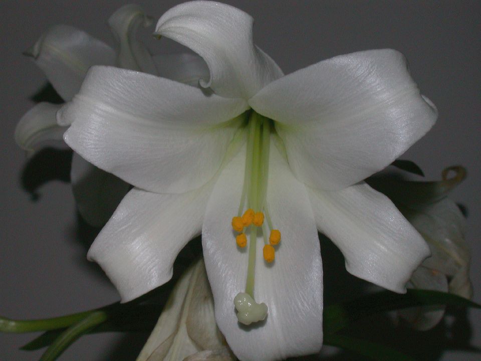 Liliaceae Lilium longiflorum