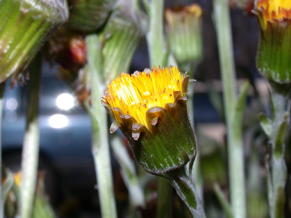 Asteraceae Tussilago farfara